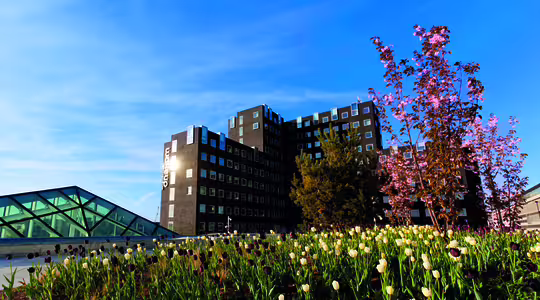 Modern byggnad med glasstruktur till vänster och livfulla tulpaner i förgrunden. En klarblå himmel och ett blommande träd kompletterar scenen.