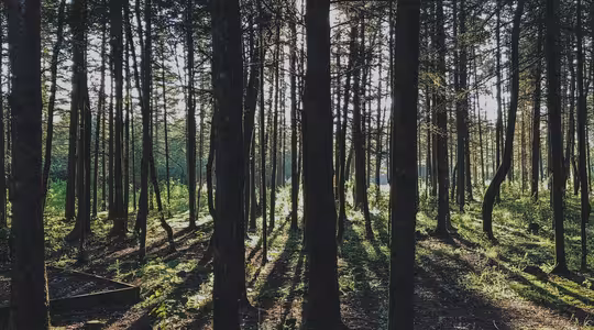 En tät skog med höga, smala träd som kastar långa skuggor på marken. Solljuset filtrerar genom taket och skapar en lugn atmosfär. Skogsbotten är täckt av löv och fläckar av grön mossa.